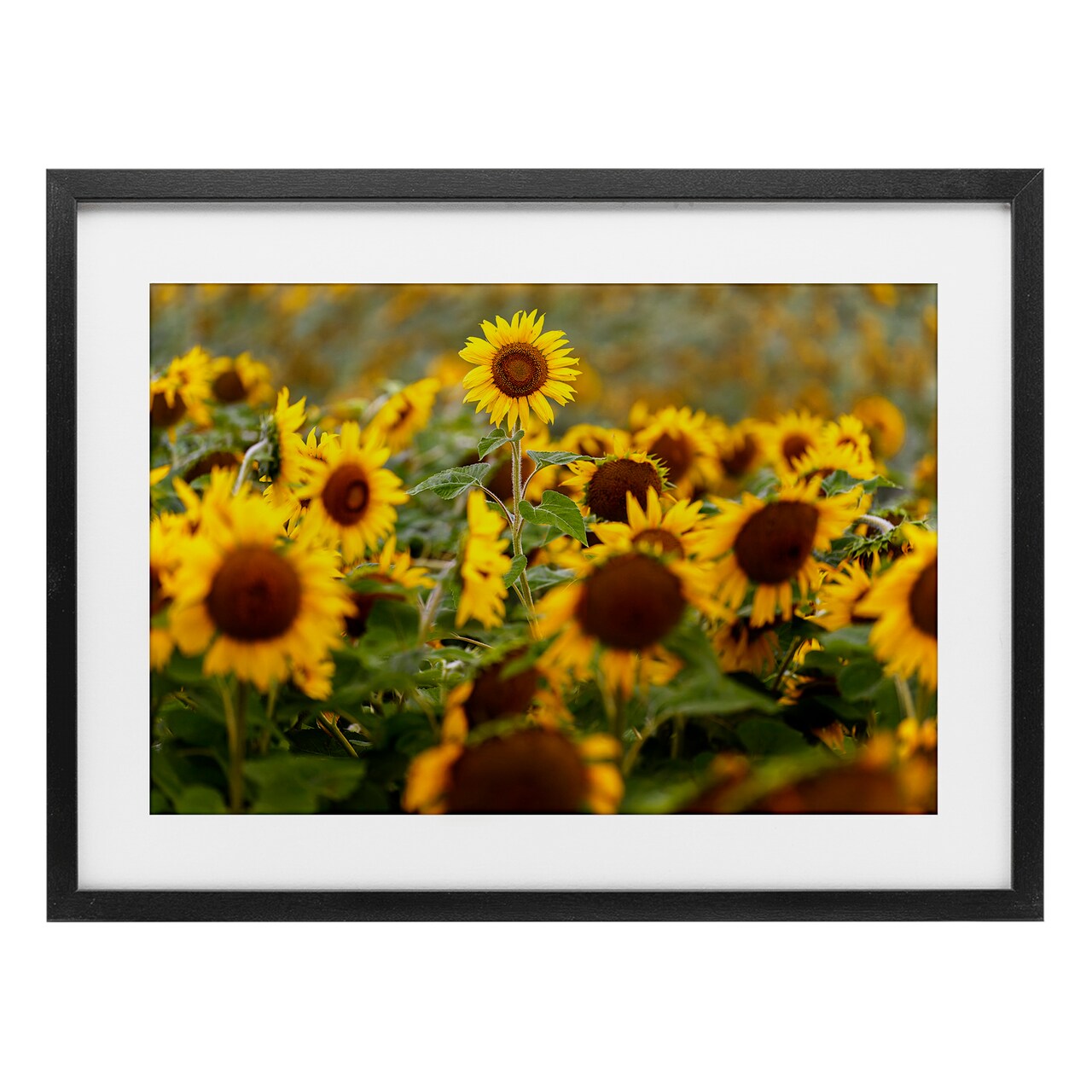 Stupell Industries Central Sunflower in Meadow Framed Print Under Glass, design by Andy Crawford